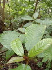 Saurauia tristyla