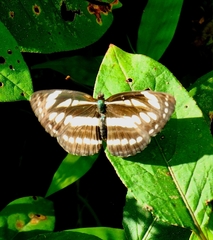 Neptis hylas
