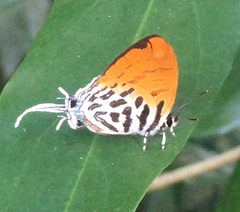 Drupadia ravindra moorei