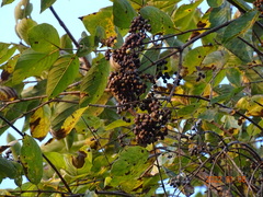Crossopteryx febrifuga