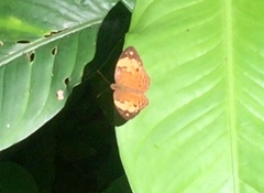 Cupha erymanthis lotis