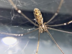 Smeringopus natalensis