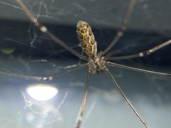 Smeringopus natalensis