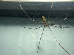 Smeringopus natalensis