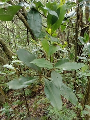 Ardisia