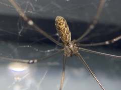 Smeringopus natalensis