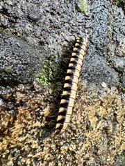 Nyssodesmus python
