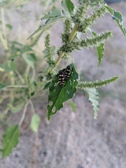 Acmaeodera alicia