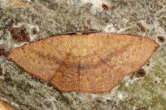 Cyclophora puppillaria