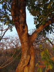 Crossopteryx febrifuga