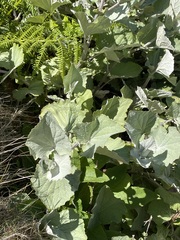 Pericallis aurita image