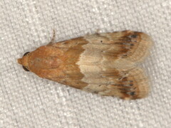Eublemma delicata