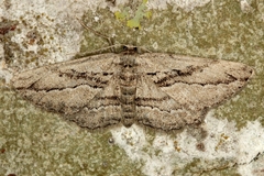 Ekboarmia atlanticaria