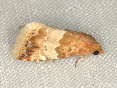 Eublemma delicata