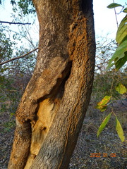 Crossopteryx febrifuga