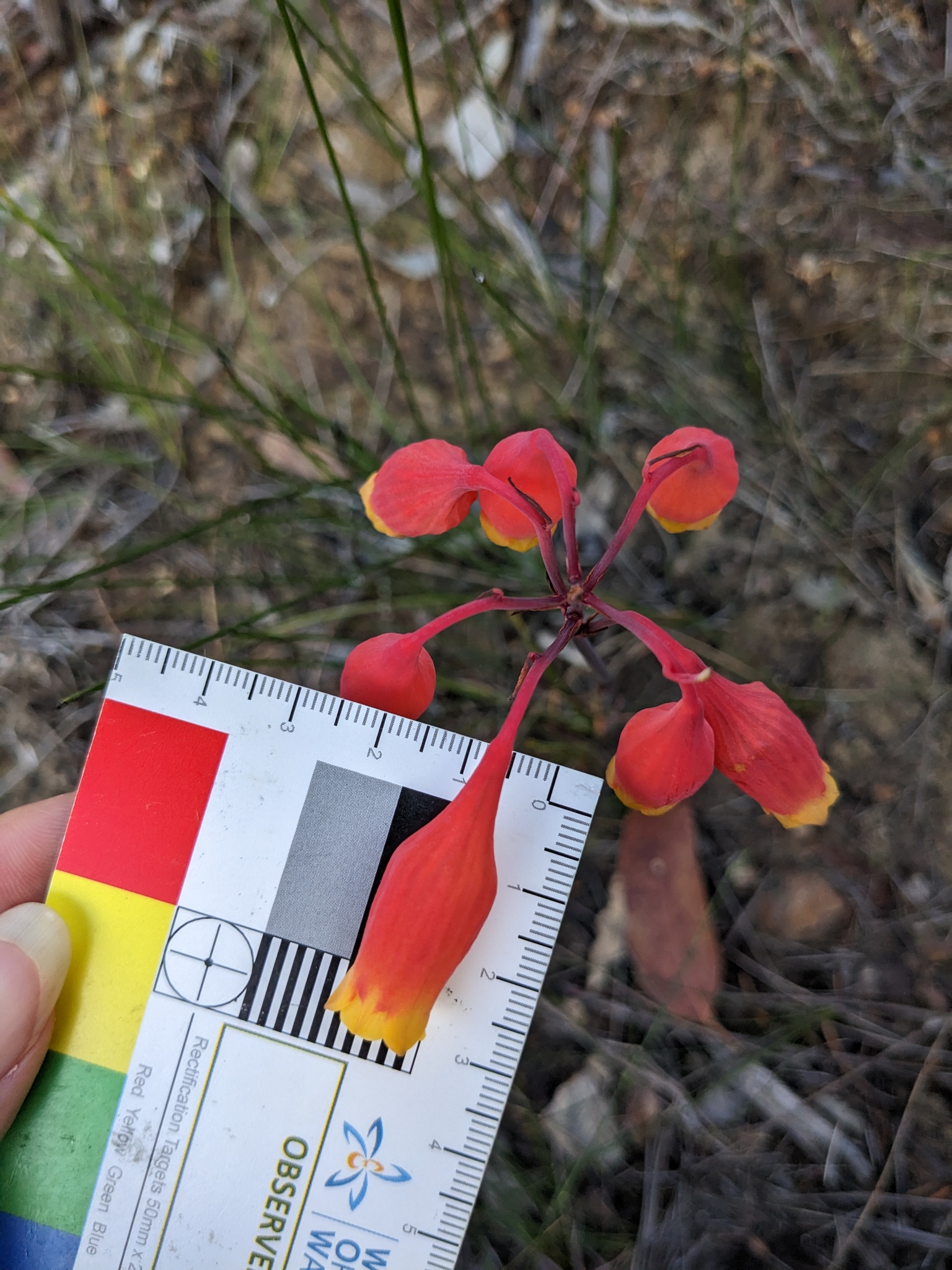 Blandfordia nobilis Sm.