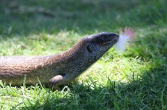 Egernia kingii