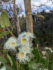 Stigmodera macularia