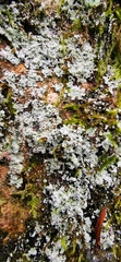 Physcia adscendens
