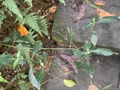 Lepidagathis formosensis