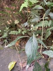 Lepidagathis formosensis