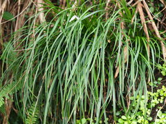 Liriope graminifolia