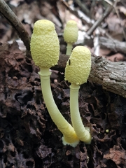 Leucocoprinus