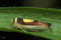 Colladonus clitellarius