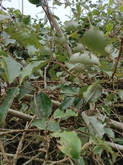 Elaeagnus thunbergii