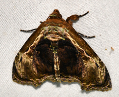 Lepidodes limbulata