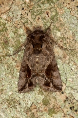 Ctenoplusia accentifera