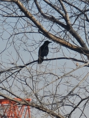 Corvus corone
