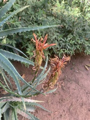 Aloe arborescens