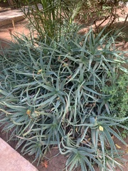 Aloe arborescens