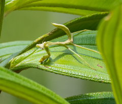 Stagmatoptera praecaria
