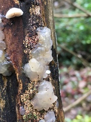 Myxarium nucleatum