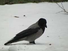 Corvus cornix