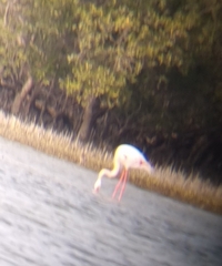 Phoenicopterus roseus