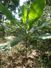 Anthocleista djalonensis