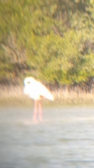 Phoenicopterus roseus