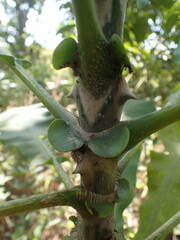 Anthocleista djalonensis