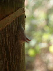 Anthocleista djalonensis