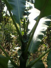 Anthocleista djalonensis