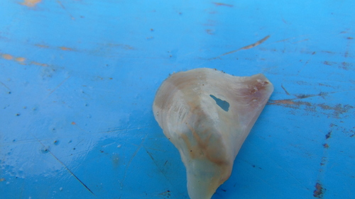 Pacific Wing Oyster