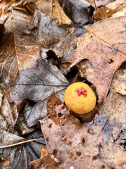 Calostoma ravenelii