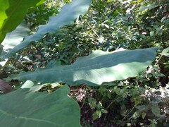 Anthocleista djalonensis