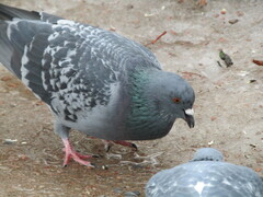 Columba livia domestica