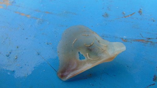 Pacific Wing Oyster