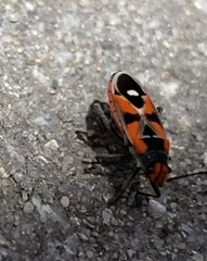 Melanerythrus mactans