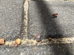 Melanerythrus mactans